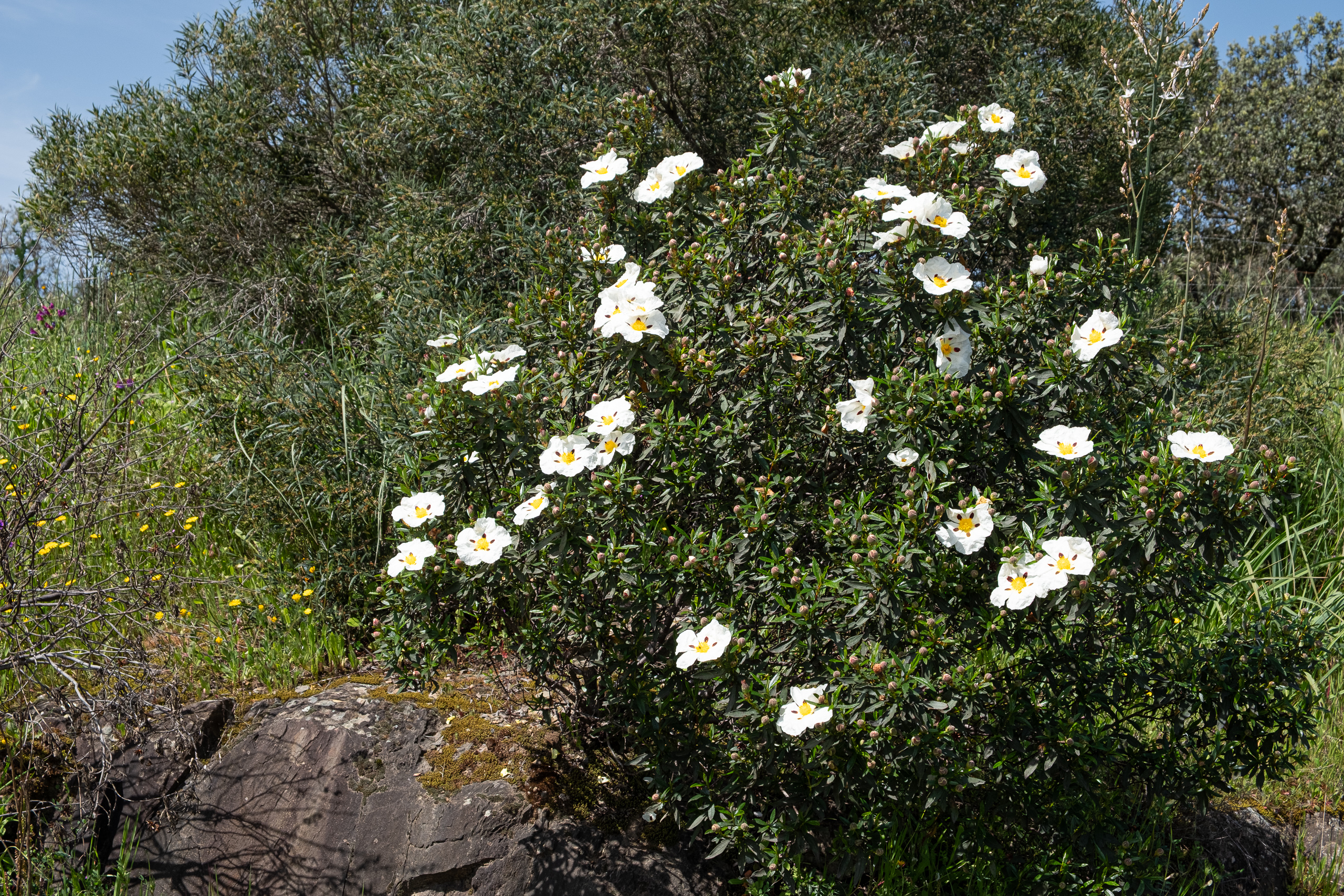 Dehesas, Azahares und die Mezquita